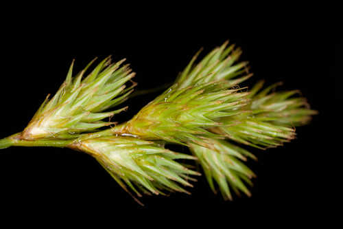 Carex scoparia #4